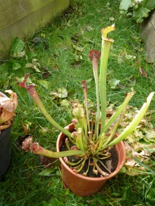 P1010960