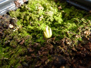 Pinguicula vulgaris Pinguicula vulgaris