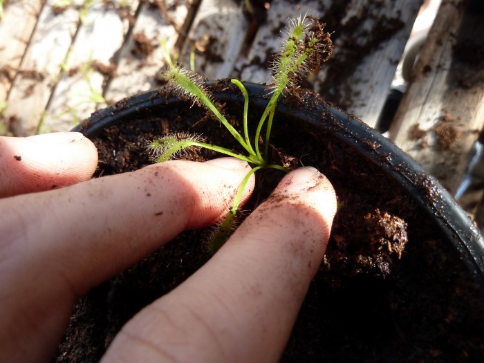 capensis omplatning