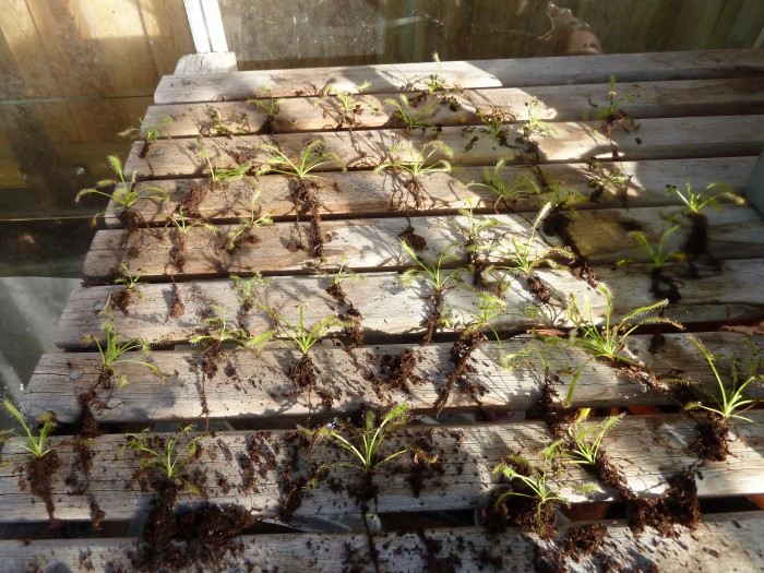 capensis soldug capensis soldug