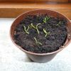 Fluetrompet (Sarracenia flava) fra frø